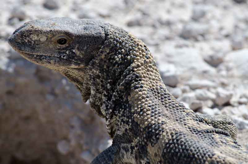 Lagarto Varano - parque nacional de Etosha - Namibia 2.jpg